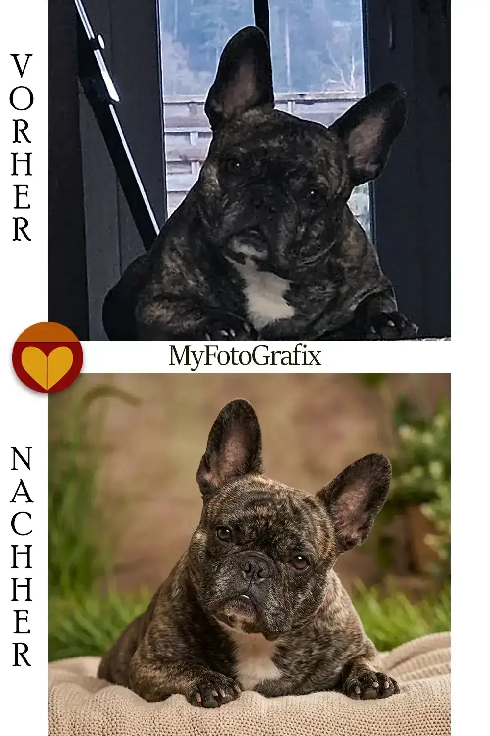 Vorher-Nachher Bildbearbeitung für eine französische Bulldogge, optimiert und wiederhergestellt von MyFotoGrafix.